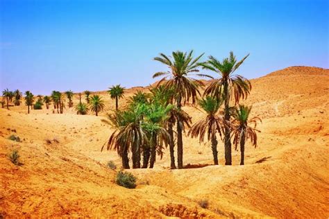 When you ride a camel through the desert you will be surrounded by an incredibly good feeling that you will not forget for a long time. The desert - Tunisia