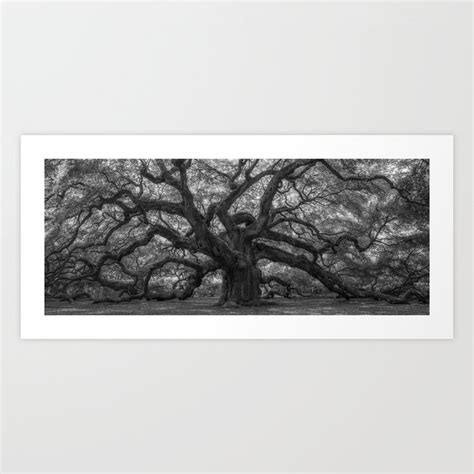 1500 Year Old Angel Oak Tree Of Charleston South Carolina Black And