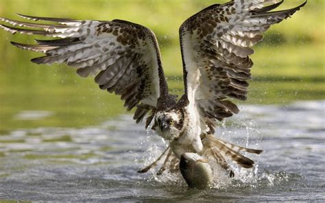 Osprey Hawk Birds Of Prey Water Hunting Fish