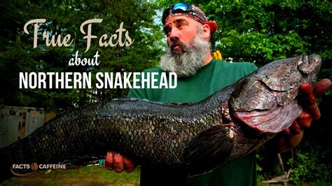 True Facts About The Northern Snakehead Fish Facts Caffeine