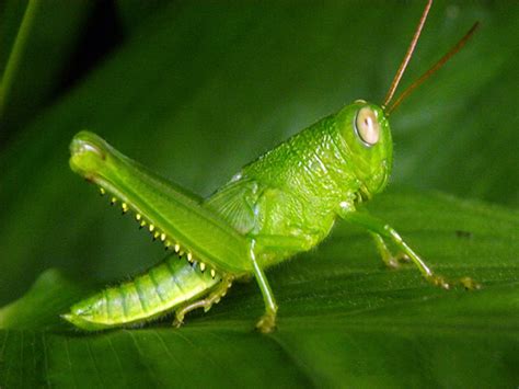 Grasshopper Animal Wildlife