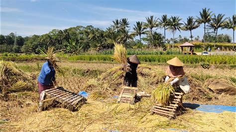 Panen Padi Tradisional Kabupaten Kuningan Youtube