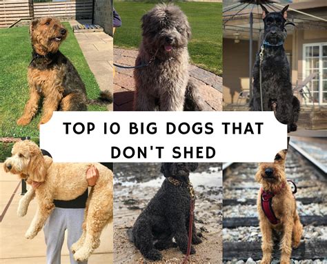 Big Dog Breeds That Dont Shed Anyone Who Has Had A Dog That Is