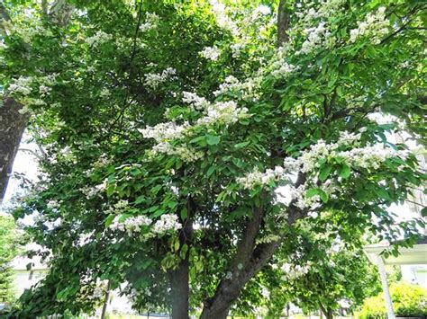 Fragrant Trees With White Flowers