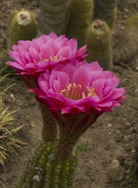 Trichocereus Hybrid 43013 Cactus Flowers Planting Flowers