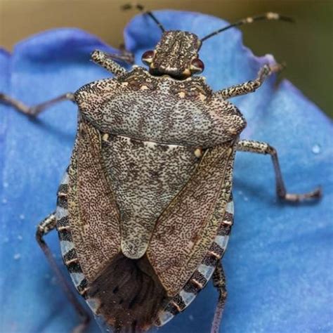 Brown Marmorated Stink Bug Courses Agrilife Learn