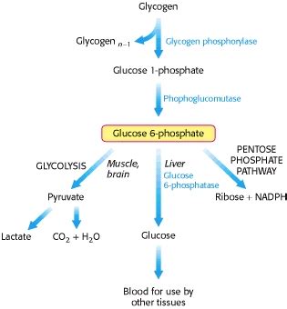 A good way to think of this is long term and short term. Carbohydrates To Glucose To Glycogen ... Kind Csabooster