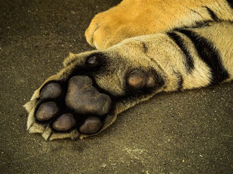 Best Tiger Paw Stock Photos Pictures And Royalty Free Images Istock