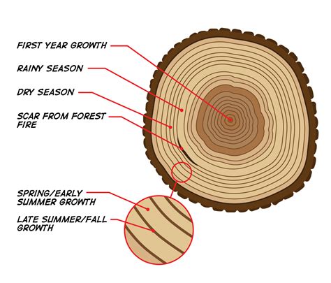 Tree Rings And The Tales They Tell Us National Park Service