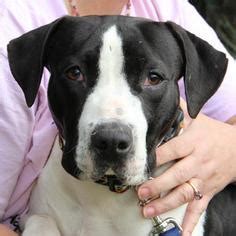 Our goal is to make the best rescue match taking into consideration the rescue bulldogs background and your family's needs. View Ad: American Bulldog-Basset Hound Mix Dog for ...