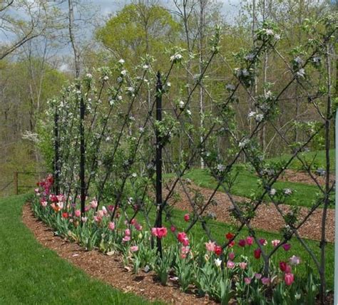 I may be able to plant trees closer to the street (i notice many neighbors have trees in the street easement area). Inspiration for Fruit tree Esplanier around Potager ...