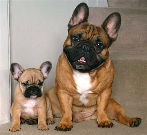 A wide variety of french bulldog baby options are available to. Tahoma Frenchies - In Memory of Woody