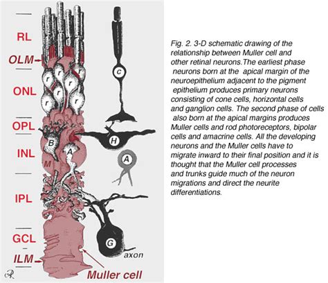 Keywords amacrine cell bipolar cell cone fovea horizontal cell muller cells photoreceptor retina retinal ganglion cell rod. Webvision: Circuitry for rod signals
