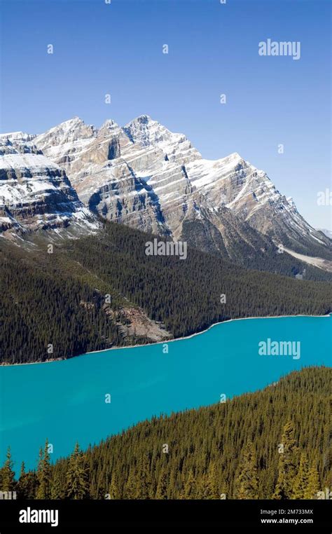 Peyto Lake Is A Glacier Fed Lake In Banff National Park In The Canadian