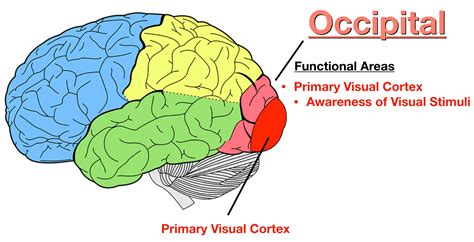 The Occipital Lobe Visual Cortex Location And Functio