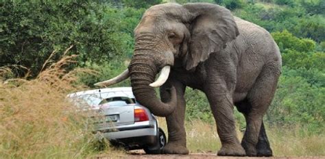 Are elephants dangerous to humans? - ProProfs Discuss