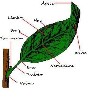 Partes De La Hoja Plantukis