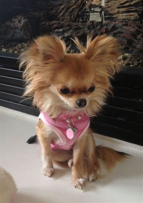 21 Images To Prove You That Chihuahuas Are The Cutest Dogs Ever