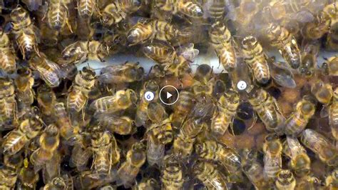 Sciencetake Bees Catch Caffeine Buzz The New York Times