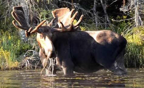 Video Captures Rare Adirondack Moose