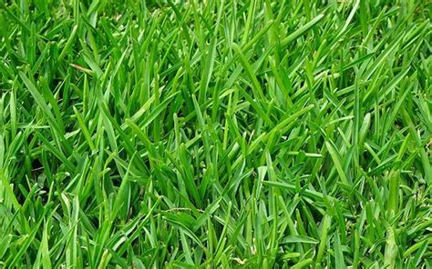 The Fastest Growing Grass Seed That Grows Anywhere