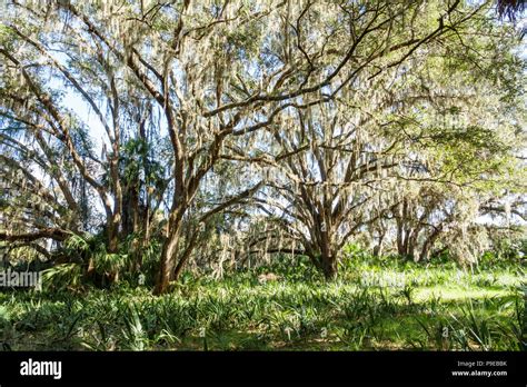 Gainesville Floridamicanopypaynes Prairie Ecopassage Nature Preserve