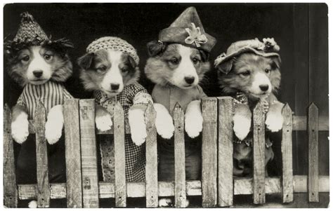 Pre Lolcat 13 Adorable Vintage Dogs In Costume Rover Blog