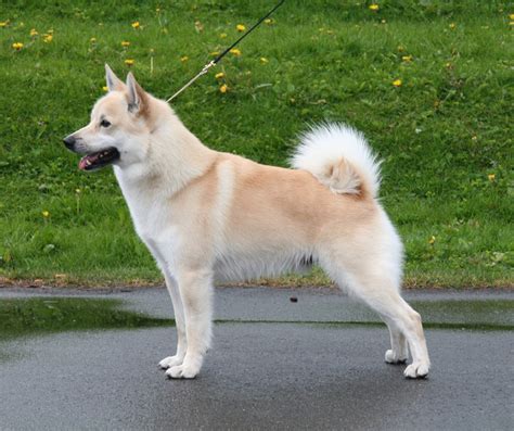 Norwegian Buhund Breed Guide Learn About The Norwegian Buhund