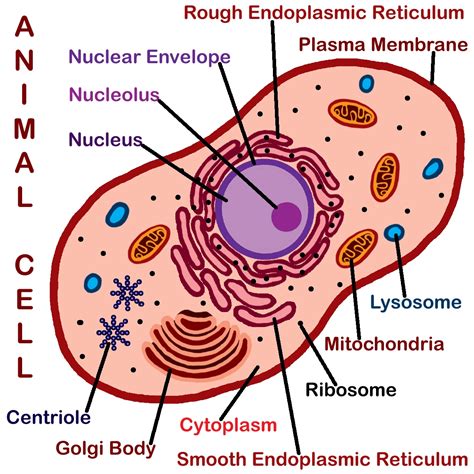 I spelt it wrong in the diagram, sorry). clipart of an animal cell nucleous - Clipground