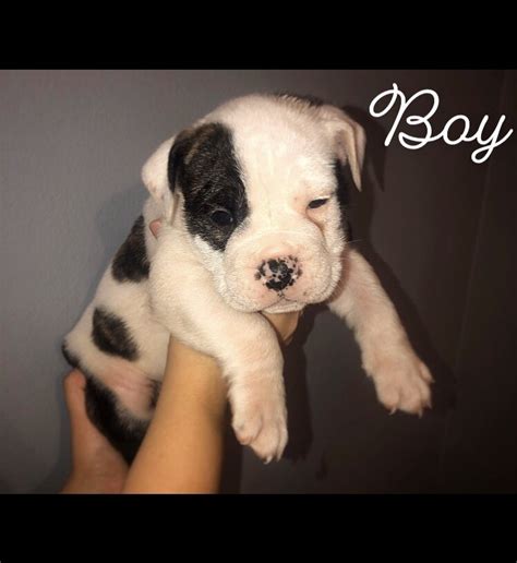 I have one male and one female left out of a litter of 4. Old English Bulldog Puppies For Sale | Orlando, FL #319358
