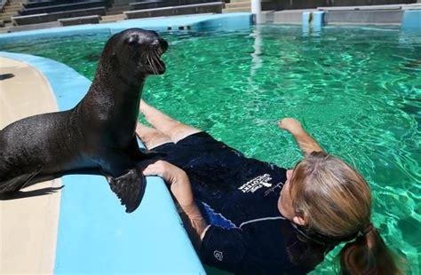 Learn About Marine Animal Internships Mammals Marine