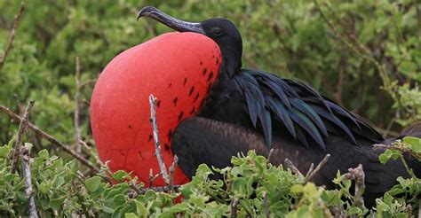 Top Galapagos Island Birds To See Part Two