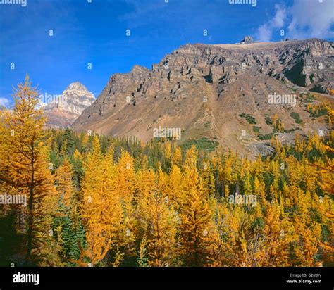 Canada Alberta Banff National Park Autumn Colored Alpine Larch