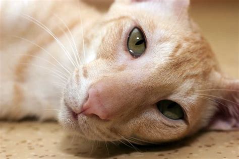 hypoallergenic cat breeds cat breeds encyclopedia