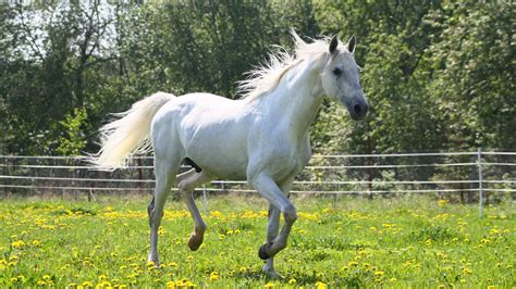 Pretty White Horse Wallpaper Wallpapers Gallery