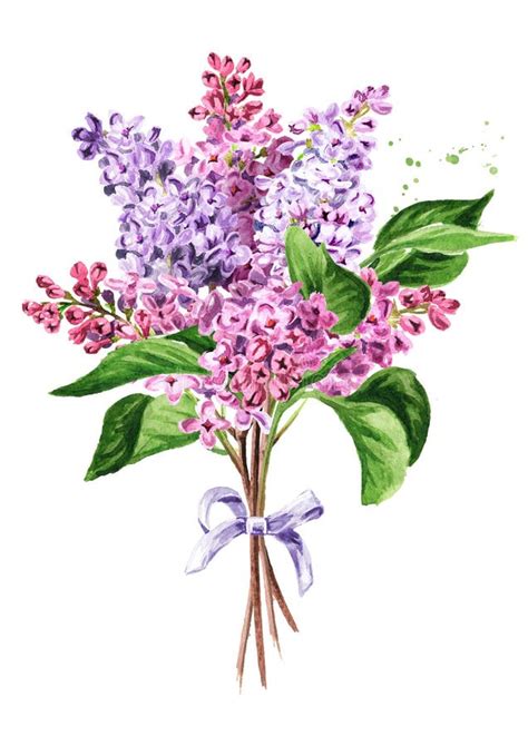 Bouquet Of Lilac Flowers Hand Drawn Watercolor Illustration Isolated