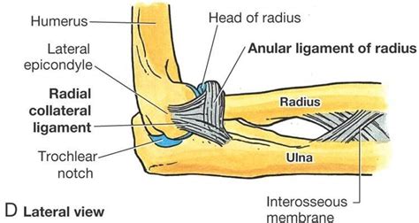 Lateral Collateral Ligament Of The Elbow Do Duane Pickrell Kapsels