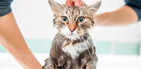 How To Bathe A Cat How To Make Bathing An Easy Experience For Cats