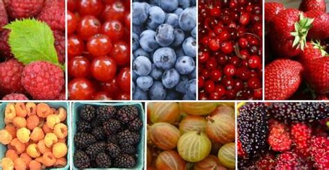 By brooke constance white | august 08, 2017. 23 Types of Berries: List of Different Kinds of Berries ...