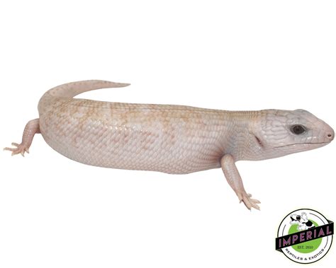 Ivory Northern Blue Tongue Skink For Sale Imperial Reptiles