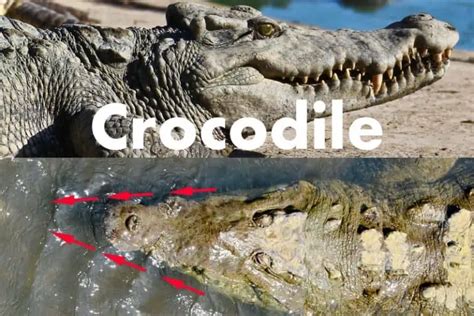 Alligators Vs Crocodiles 12 Key Differences Wildlife Informer