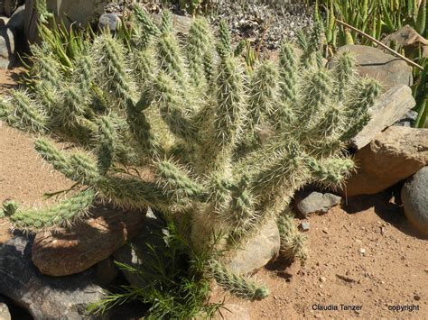 Claudia Tanzer Photographer Arizona Sesert Cactus Plants