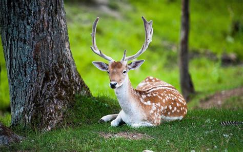Download Beautiful Deer Nature Animals Tree Wallpaper Hd Desktop And