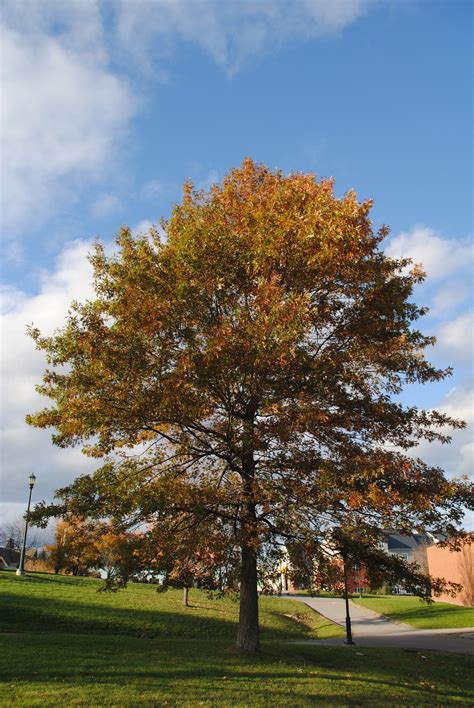 Omekactl Uvm Tree Profiles Pin Oak Overview