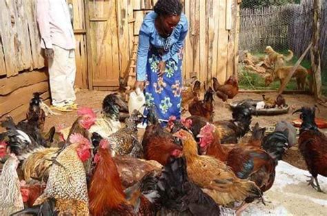 Ideas To Make Indigenous Chickens Grow Lets Talk Agric Facebook