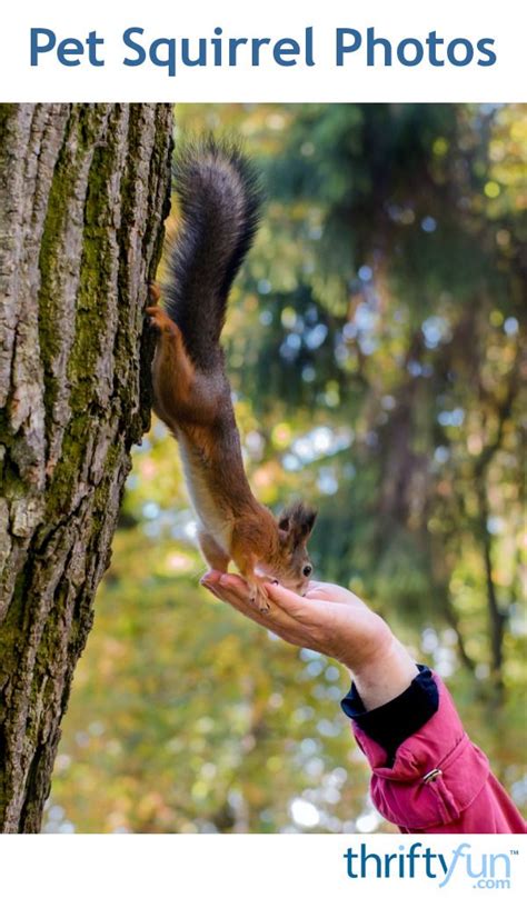 Today, it's illegal to keep a squirrel as a pet in many states. Pet Squirrel Photos | Pets, Photo, Squirrel