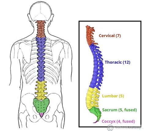 What Group Of 33 Bones Protect The Spinal Cord