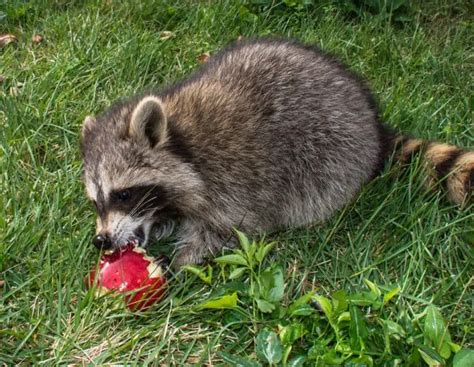Do Raccoons Eat Tomatoes Heres What They Do
