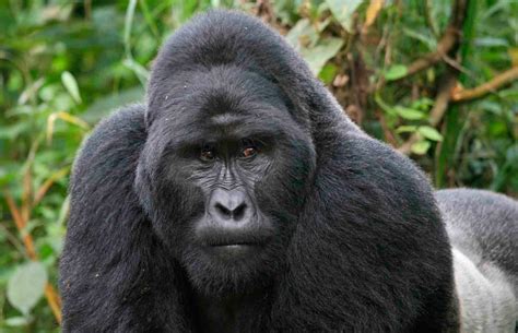 We did not find results for: 10 animales en peligro de extinción | Fundación Aquae