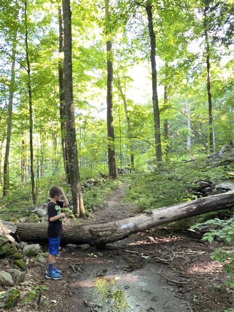 Hiking In Connecticut Paugussett State Forest Not Your Average Mom